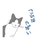 猫のみいさん2（個別スタンプ：10）