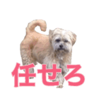 杢ちゃん3（個別スタンプ：7）
