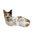 かんちゃんねこねこ（個別スタンプ：1）