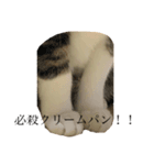 かんちゃんねこねこ（個別スタンプ：2）