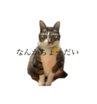 かんちゃんねこねこ（個別スタンプ：3）