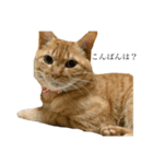かんちゃんねこねこ（個別スタンプ：6）