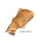 かんちゃんねこねこ（個別スタンプ：7）