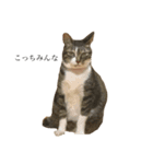 かんちゃんねこねこ（個別スタンプ：8）