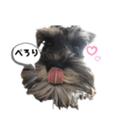 ミニチュアシュナウザーのボヌール君（個別スタンプ：2）