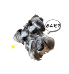 ミニチュアシュナウザーのボヌール君（個別スタンプ：3）
