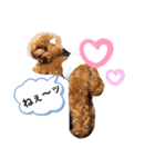 toy.poochan..（個別スタンプ：1）