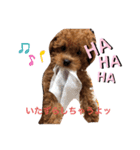toy.poochan..（個別スタンプ：4）