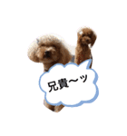 toy.poochan..（個別スタンプ：8）