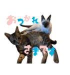 あずきとねお1（個別スタンプ：1）