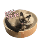 あずきとねお1（個別スタンプ：2）
