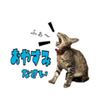 あずきとねお1（個別スタンプ：3）
