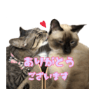 あずきとねお1（個別スタンプ：5）