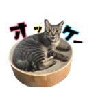 あずきとねお1（個別スタンプ：6）