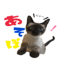 あずきとねお1（個別スタンプ：9）