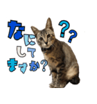 あずきとねお1（個別スタンプ：10）