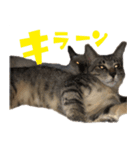 あずきとねお1（個別スタンプ：11）