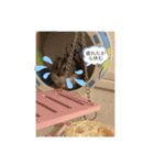 動物の集合22（個別スタンプ：6）