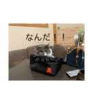 動物の集合22（個別スタンプ：10）
