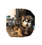 動物の集合22（個別スタンプ：12）