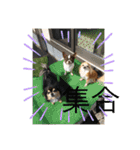 動物の集合22（個別スタンプ：13）