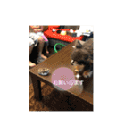 動物の集合22（個別スタンプ：14）