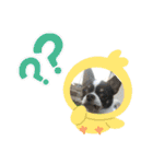 動物の集合22（個別スタンプ：19）