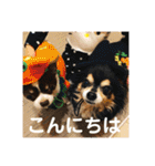 動物の集合22（個別スタンプ：21）