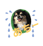 動物の集合22（個別スタンプ：23）