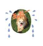 動物の集合22（個別スタンプ：24）