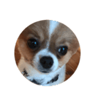 愛犬もかのスタンプ（個別スタンプ：1）