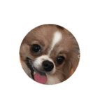 愛犬もかのスタンプ（個別スタンプ：2）