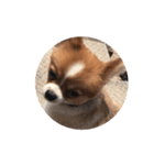 愛犬もかのスタンプ（個別スタンプ：4）