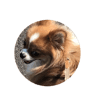 愛犬もかのスタンプ（個別スタンプ：5）
