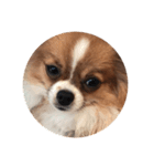 愛犬もかのスタンプ（個別スタンプ：6）
