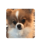 愛犬もかのスタンプ（個別スタンプ：7）