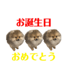 ポメラニアンのイクラちゃんスタンプ5（個別スタンプ：1）