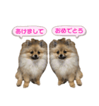 ポメラニアンのイクラちゃんスタンプ5（個別スタンプ：7）