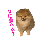 ポメラニアンのイクラちゃんスタンプ5（個別スタンプ：12）