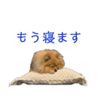 ポメラニアンのイクラちゃんスタンプ5（個別スタンプ：13）