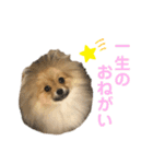 ポメラニアンのイクラちゃんスタンプ5（個別スタンプ：14）