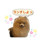 ポメラニアンのイクラちゃんスタンプ5（個別スタンプ：15）