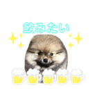 ポメラニアンのイクラちゃんスタンプ5（個別スタンプ：16）