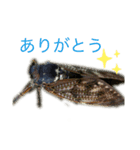 セミです。よ（個別スタンプ：2）