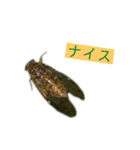セミです。よ（個別スタンプ：4）