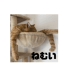 Niwa man_20200719141344（個別スタンプ：1）