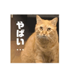 Niwa man_20200719141344（個別スタンプ：2）