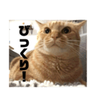 Niwa man_20200719141344（個別スタンプ：4）