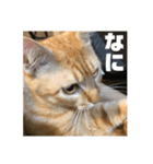Niwa man_20200719141344（個別スタンプ：5）