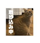 Niwa man_20200719141344（個別スタンプ：7）